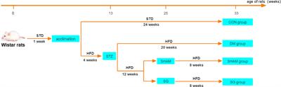 Sleeve gastrectomy attenuated diabetes-related cognitive decline in diabetic rats